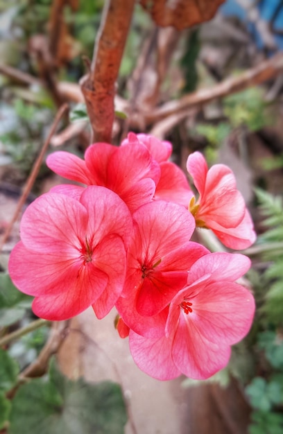 庭のピンクの花