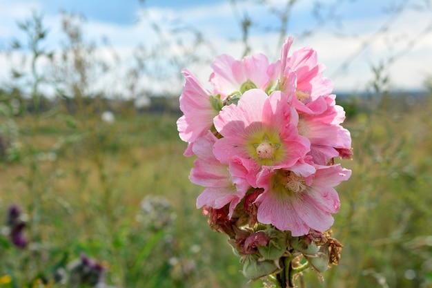 緑の野原の背景に分離されたグラジオラスのピンクの花