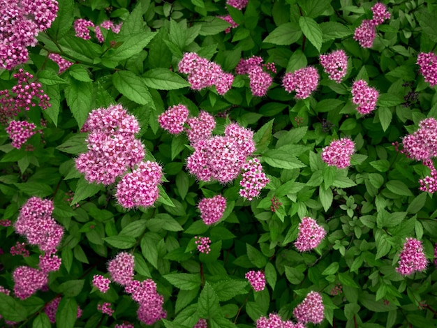 Pink flowers on a green background  close-up.