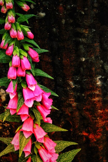 Pink flowers green background in kanpur