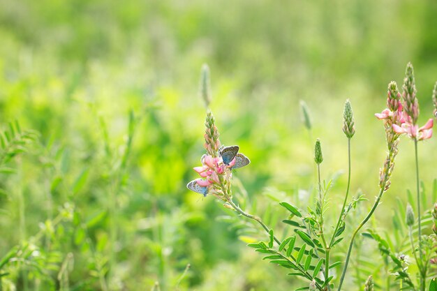 青い蝶、自然の美しい背景と緑の背景にピンクの花