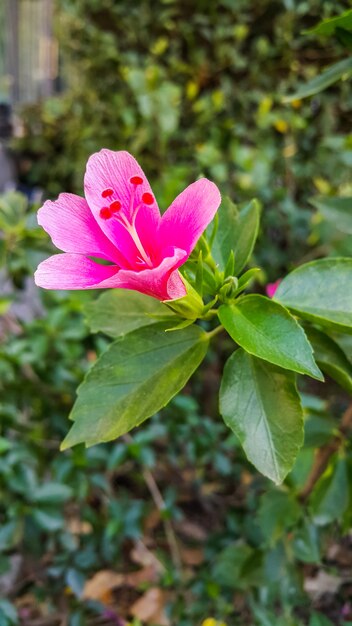 緑の背景にピンクの花