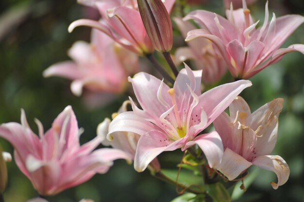 Pink flowers on the green background.