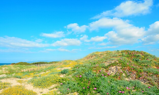 Pink flowers on green dunes in Platamona Sardinia