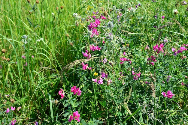 分離された緑の草のピンクの花、クローズ アップ