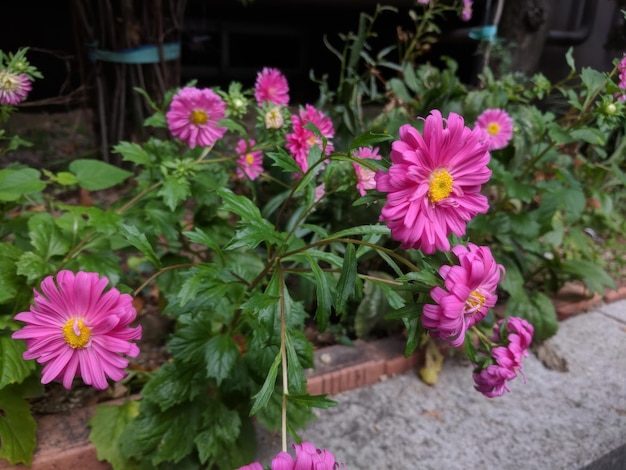 Pink flowers and green leaves in front of a building