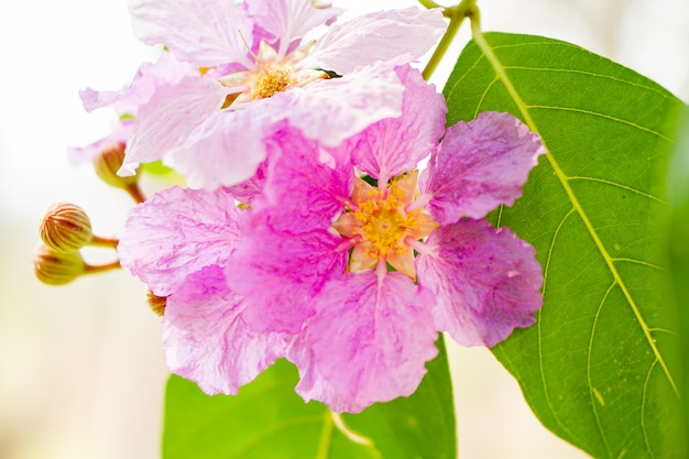 Pink flowers on green leaves