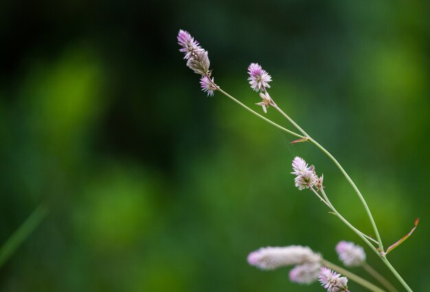 Pink Flowers in Green