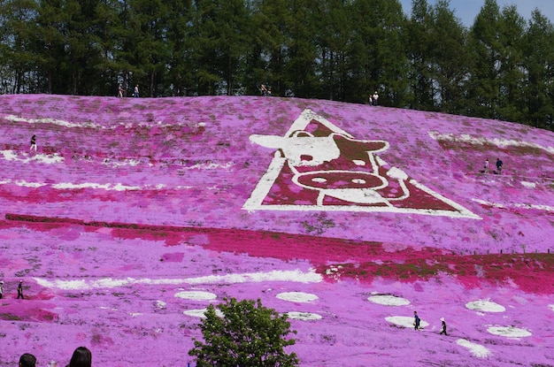 Pink flowers growing on hill at park