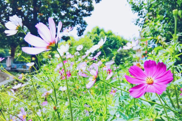 Foto fiori rosa che crescono nel parco