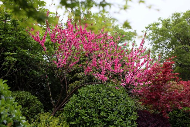 Photo pink flowers growing on tree