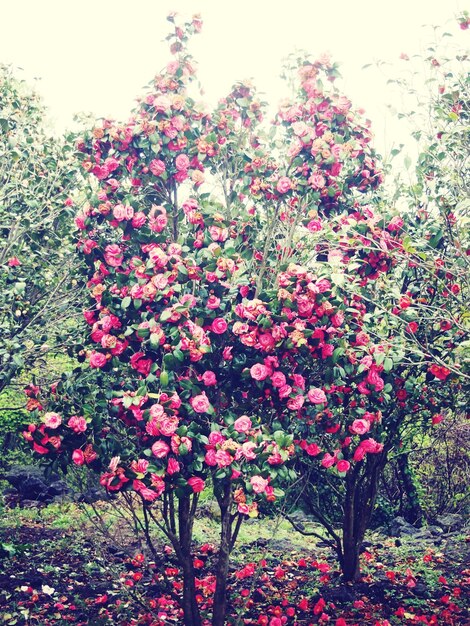 Fiori rosa che crescono sull'albero