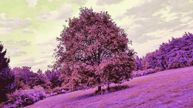 Foto fiori rosa che crescono sull'albero