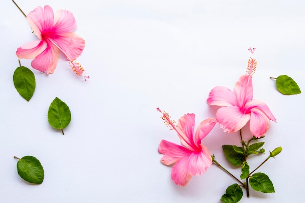 pink flowers hibiscus arrangement flat lay postcard syle