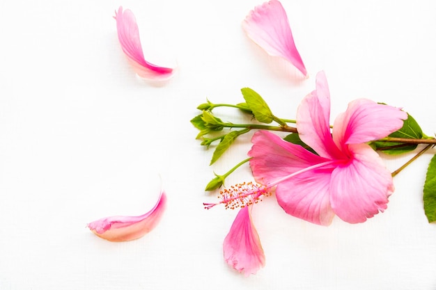 pink flowers hibiscus local flora arrangement flat lay postcard style