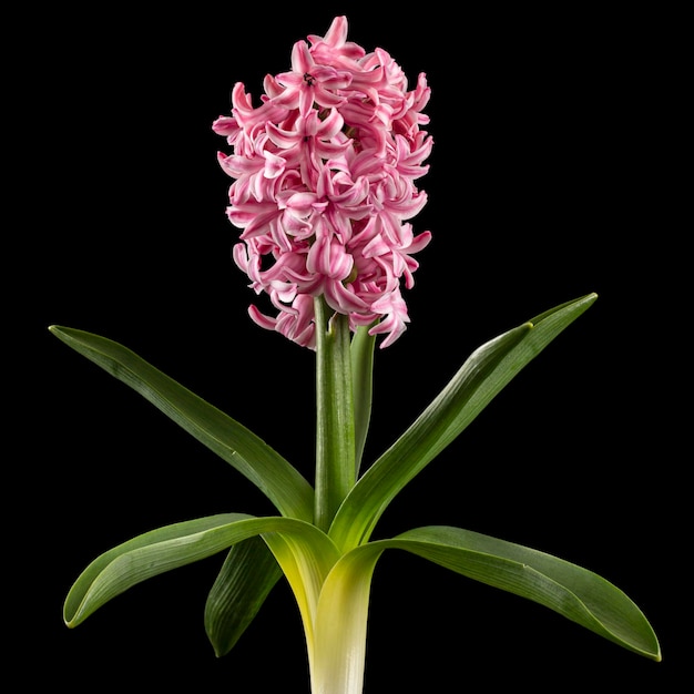 Pink flowers of hyacinth with green leaves isolated on black background