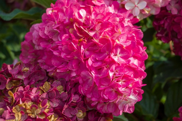 Pink flowers Hydrangea. Floral natural background for wallpaper, postcard, cover, banner. Wedding decoration. Beautiful bouquet.