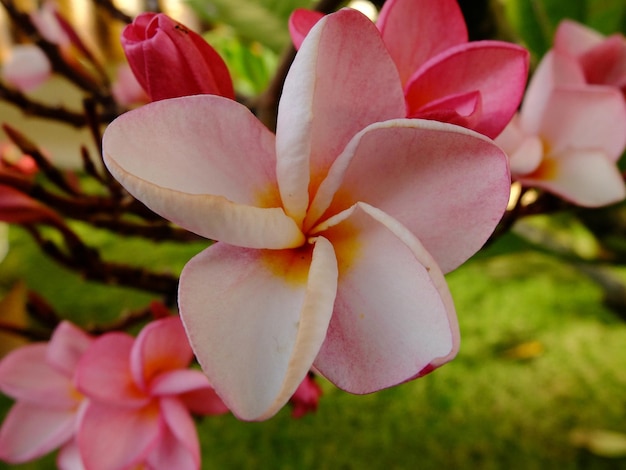 写真 背景の緑の庭の美しい花にピンクの花