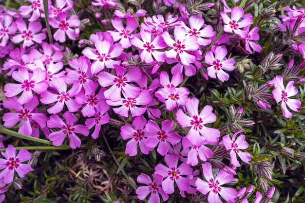 写真 花壇のピンクの花