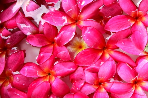 写真 水の中のピンクの花