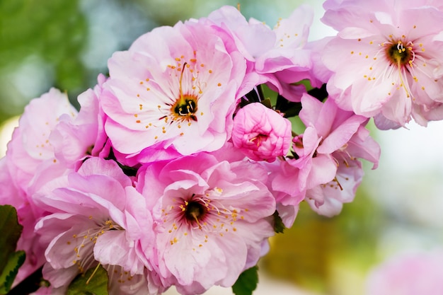 Pink flowers of Japanese cherry