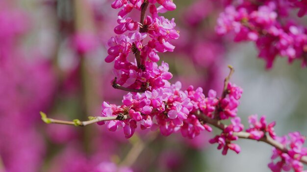 Photo pink flowers on judas tree commonly known as the judas tree is a small deciduous tree close up