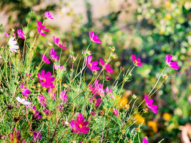 Pink  flowers of kosmeya in the garden in sunny weather