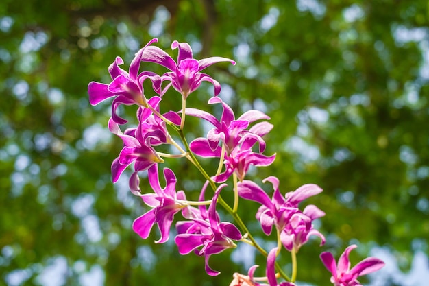 Pink flowers and leaves of phalaenopsis orchid, home and garden
ornamental plant