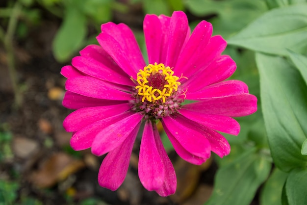 自然の背景にピンクの花