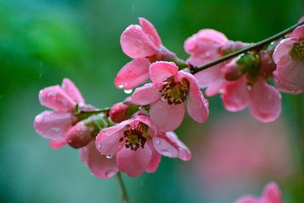 自然の中のピンクの花。花と自然の概念。ピンクの花の背景。花の季節。