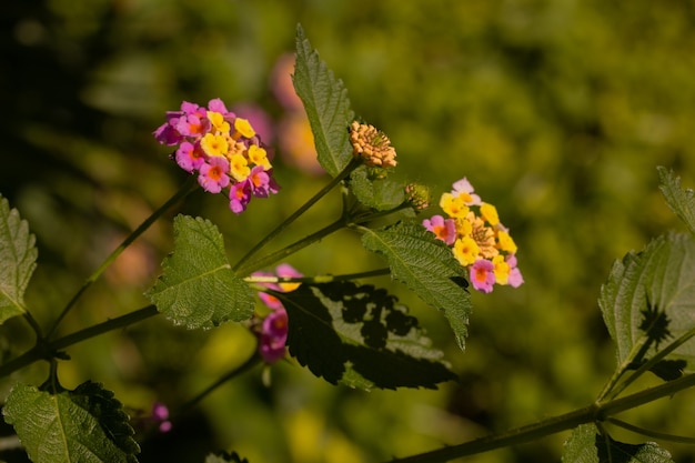 Pink flowers in the nature