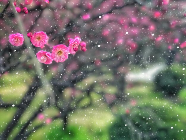 Pink flowers at night