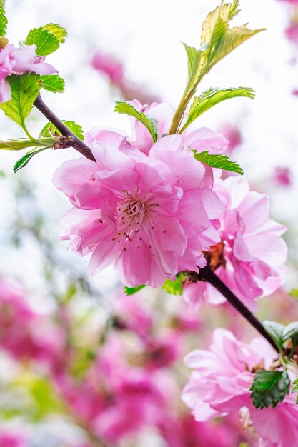 Фото Розовые цветы миндального куста вблизи