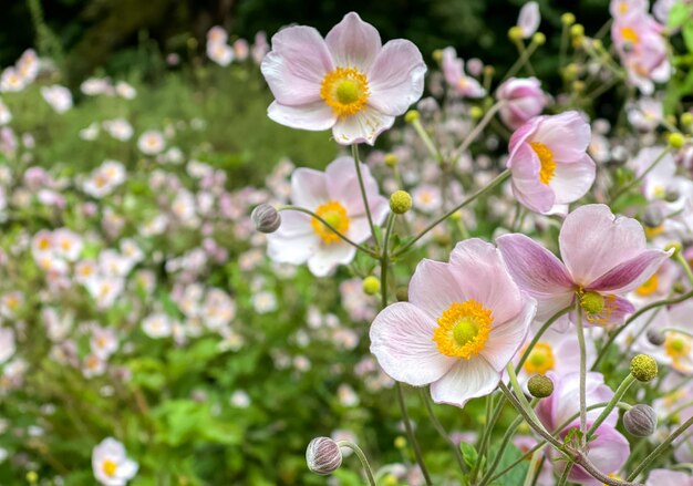 写真 庭や公園で育つ日本のアネモンのピンクの花