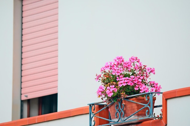 写真 窓枠のピンクの花