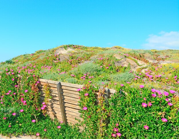 写真 プラタモナサルデーニャの砂丘のピンクの花