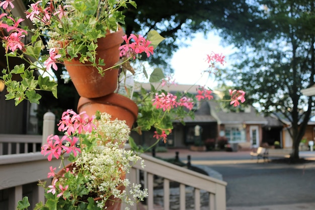 写真 木のピンクの花