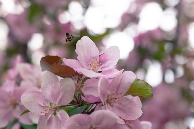 Pink flowers of an ornamental apple tree in the park
