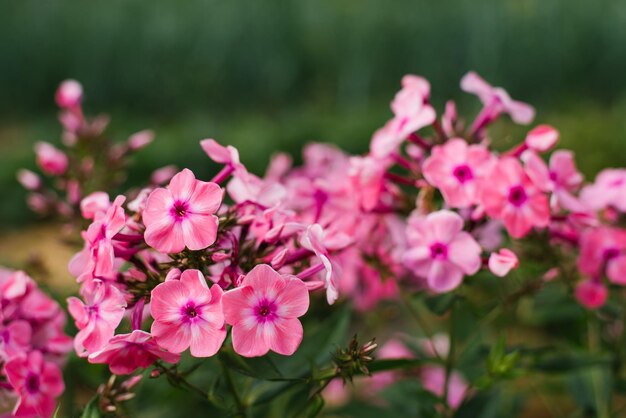 Pink flowers of paniculata phlox Olenka in the garden in summer