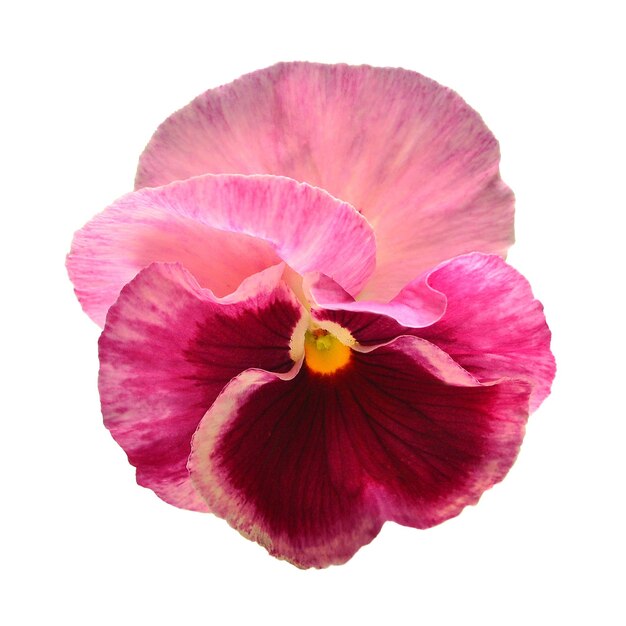 Pink flowers pansy isolated on white background Flat lay top view