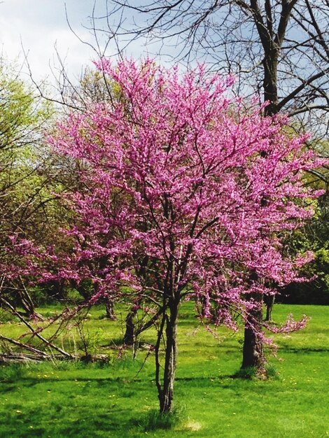 Foto fiori rosa nel parco