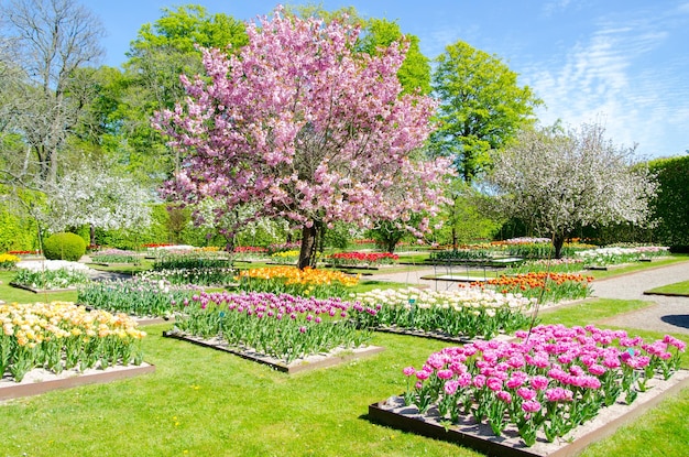 Photo pink flowers in park