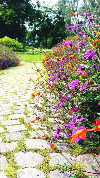 Foto fiori rosa nel parco