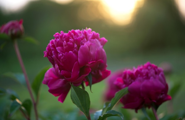 背景のピンクの牡丹に開花するピンクの花の牡丹。牡丹の庭。