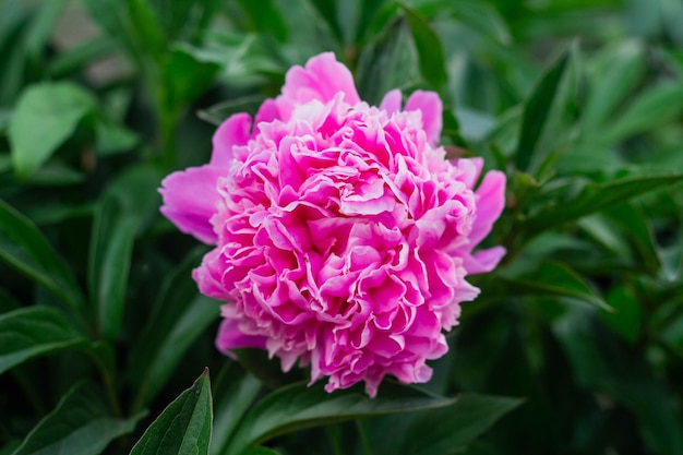 写真 牡丹の庭の背景に開花ピンクの花牡丹