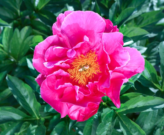 Розовые цветы пионы
