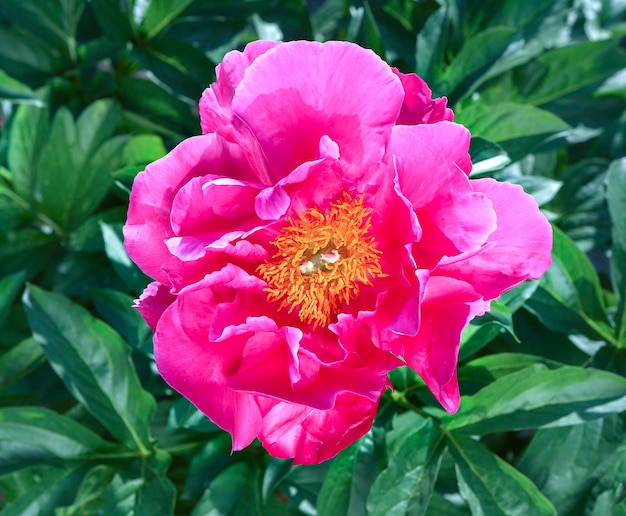 Pink flowers peonies