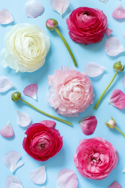 Pink flowers and petals on a light blue background top view