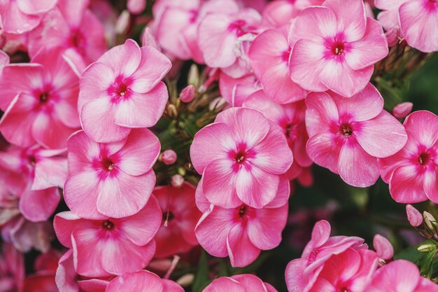 庭のフロックスパニキュラータブッシュのピンクの花