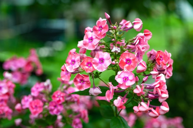 Pink flowers phlox paniculata Clusters of pink phlox in a flower bed in the summer garden